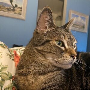 JAMMIE SEPARATES $7 PANTS, GOWNS